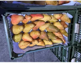 Зображення для оголошення Продам грушу Роси Буковини