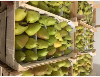 Зображення для оголошення Продам грушу Рікс