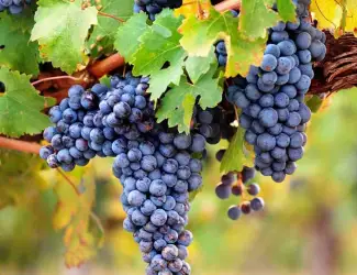 Продам виноград сорту МЕРЛО