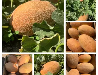 Зображення для оголошення Куплю диню