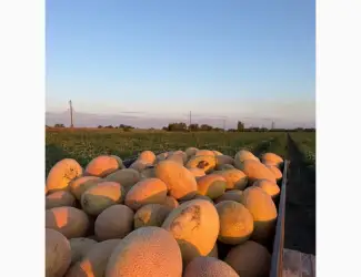 Продам диню Ребекка