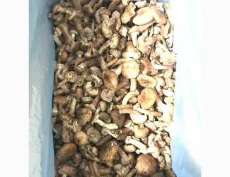 Опеньок морожений