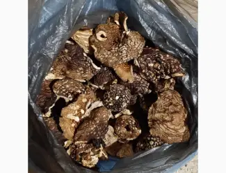Зображення для оголошення Мухомор королівський