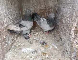 Зображення для оголошення Миколаївські Голуби
