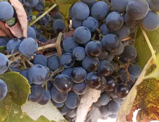 Зображення для оголошення Продам виноград