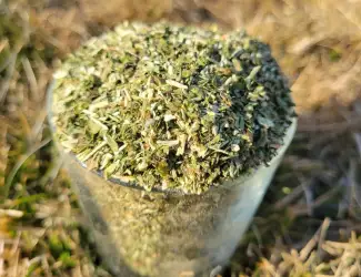 Махорка зелена домашня