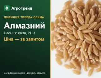 Зображення для оголошення Пшениця тверда Алмазний — насіння еліта, РН-1