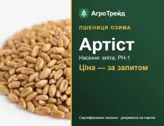 Зображення для оголошення Пшениця Артіст — насіння еліта, РН-1