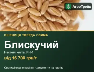 Зображення для оголошення Пшениця тверда Блискучий — насіння