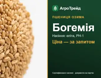 Зображення для оголошення Пшениця Богемія — насіння еліта, РН-1