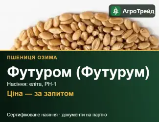 Зображення для оголошення Пшениця Футуром (Футурум) — насіння еліта, РН-1