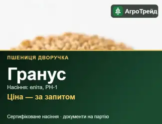 Зображення для оголошення Пшениця дворучка Гранус — насіння еліта, РН-1