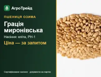 Зображення для оголошення Пшениця Грація миронівська — насіння еліта, РН-1