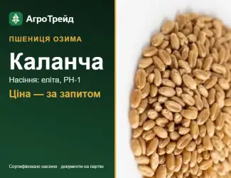 Зображення для оголошення Пшениця Каланча — насіння еліта, РН-1