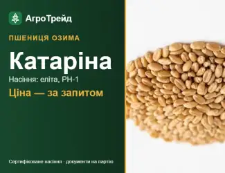 Зображення для оголошення Пшениця Катаріна — насіння еліта, РН-1