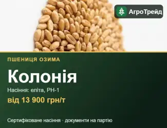 Зображення для оголошення Пшениця Колонія — насіння, від 13 900 грн/т
