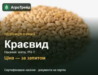Зображення для оголошення Пшениця Краєвид — насіння еліта, РН-1