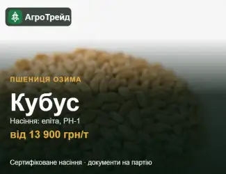 Зображення для оголошення Пшениця Кубус — насіння, від 13 900 грн/т