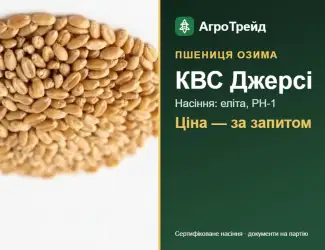 Зображення для оголошення Пшениця КВС Джерсі — насіння еліта, РН-1