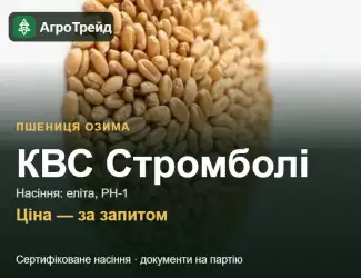 Зображення для оголошення Пшениця КВС Стромболі — насіння еліта, РН-1
