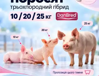 Зображення для оголошення Маточник продає поросят 10/20/25 кг