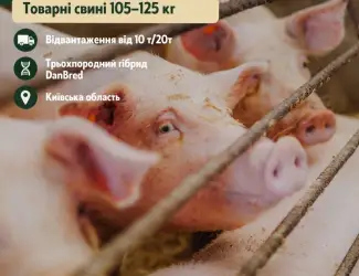 Зображення для оголошення Відгодівельник продає товарних свиней
