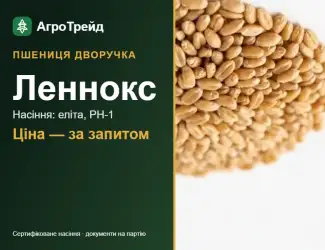 Зображення для оголошення Насіння: пшениця дворучка Леннокс