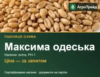 Зображення для оголошення Пшениця Максима одеська для посіву