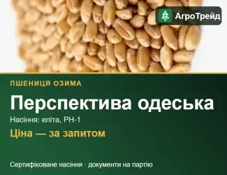Зображення для оголошення Пшениця Перспектива одеська для посіву