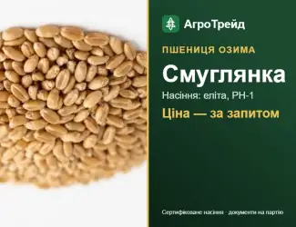 Зображення для оголошення Пшениця озима Смуглянка — насіння