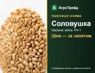 Зображення для оголошення Насіння: пшениця озима Соловушка