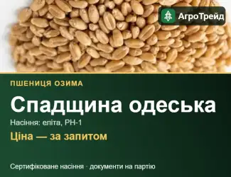 Зображення для оголошення Пшениця озима Спадщина одеська — насіння