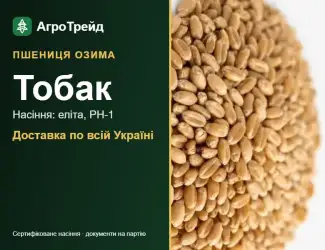 Зображення для оголошення Купити пшеницю Тобак на посів