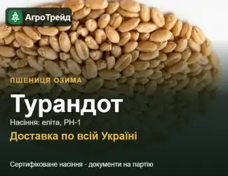 Зображення для оголошення Пшениця озима Турандот — насіння, від 14 800 грн/т