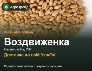 Зображення для оголошення Насіння: пшениця озима Воздвиженка