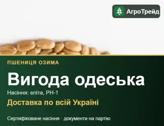 Зображення для оголошення Озима пшениця Вигода одеська — насіння