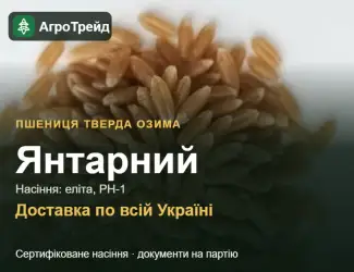 Зображення для оголошення Насіння пшениці Янтарний, від 16 700 грн/т