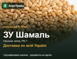 Зображення для оголошення Пшениця ЗУ Шамаль для посіву