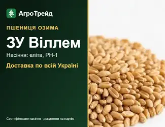 Зображення для оголошення Пшениця ЗУ Віллем для посіву, від 14 800 грн/т