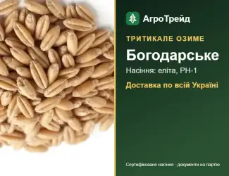 Зображення для оголошення Богодарське — озиме тритикале, насіння