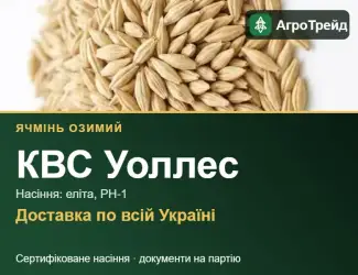 Зображення для оголошення КВС Уоллес — озимий ячмінь, насіння