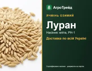 Зображення для оголошення Насіння: ячмінь озимий Луран, від 15 800 грн/т