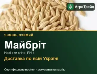 Зображення для оголошення Посівний ячмінь Майбріт