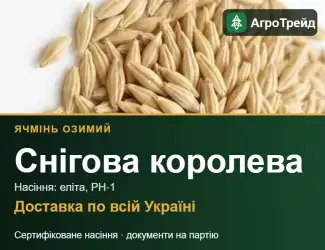 Зображення для оголошення Ячмінь Снігова королева для посіву