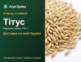 Зображення для оголошення Ячмінь озимий Тітус — насіння