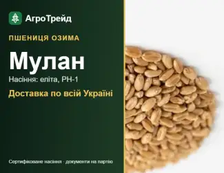 Зображення для оголошення Пшениця Мулан для посіву