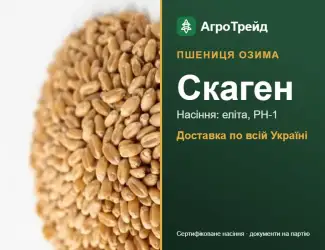 Зображення для оголошення Пшениця озима Скаген — насіння