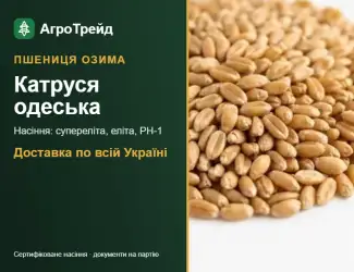 Зображення для оголошення Озима пшениця Катруся одеська — насіння