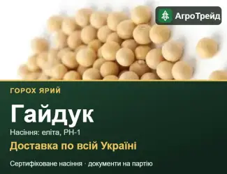 Зображення для оголошення Купити ярий горох Гайдук на посів