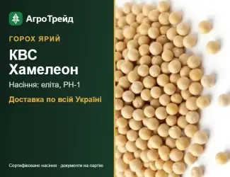 Зображення для оголошення Горох ярий КВС Хамелеон — насіння